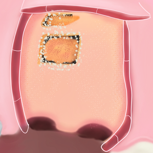 Img MEC odontología